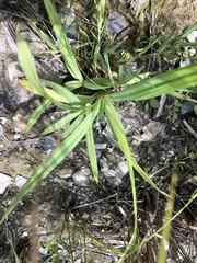 Carex granularis