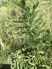 Amorpha nana