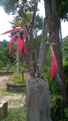 Billbergia