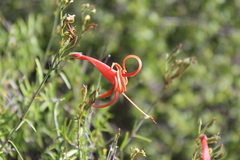 Anisacanthus linearis