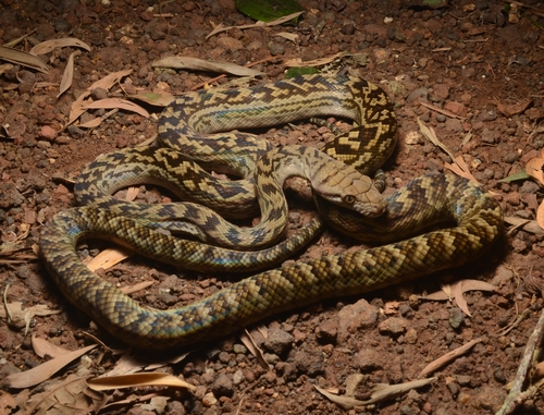 Australian Scrub Python sighting