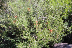 Anisacanthus linearis