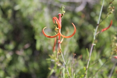 Anisacanthus linearis