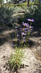 Penstemon heterodoxus