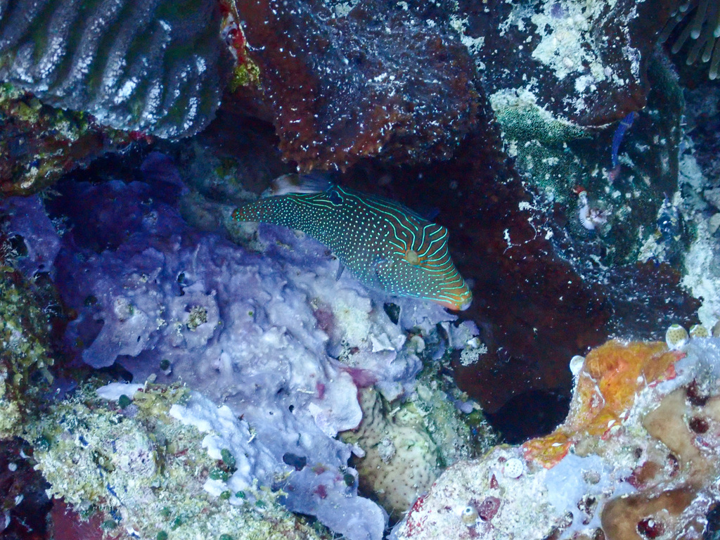 False-eyed Pufferfish