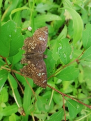 Caprona ransonnettii