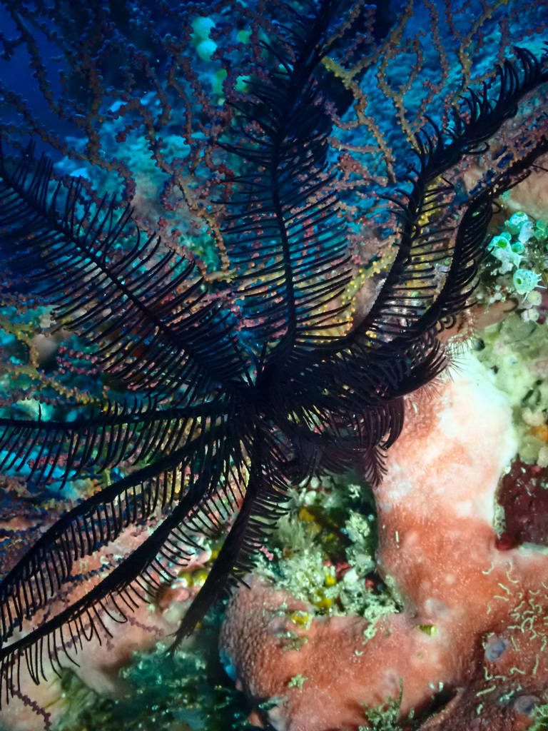 Spinose Feather Star