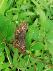 Caprona ransonnettii