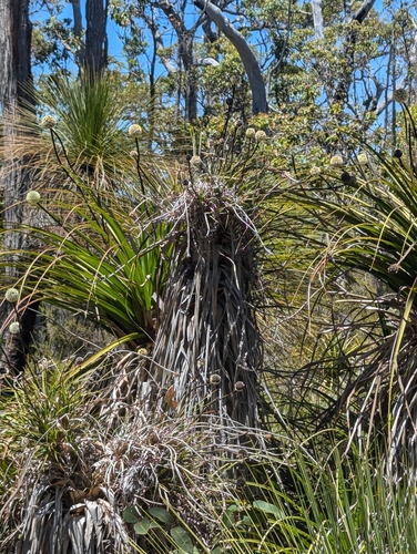 Image of Dasypogon hookeri by (c) David Thompson, some rights reserved (CC BY)