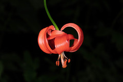 Lilium chalcedonicum