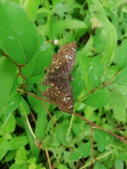 Caprona ransonnettii