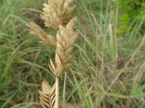 Uniola pittieri (Uniola pittieri)