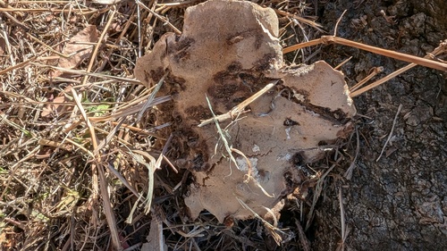 Vanderbylia fraxinea