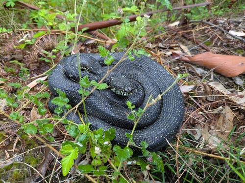 Diamond Python sighting