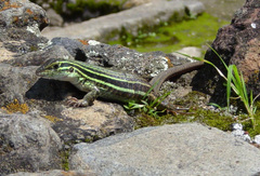 Aspidoscelis gularis