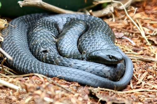 Eastern Tiger Snake sighting