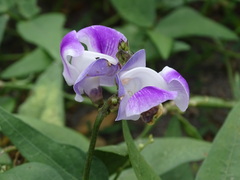 Leptospron adenanthum, photograph Alexis López Hernández, CC BY, iNaturalist via GBIF