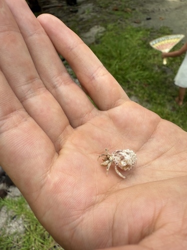 Tawny Hermit Crab