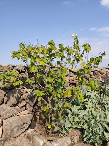 Pavonia candida