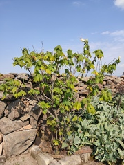 Pavonia candida