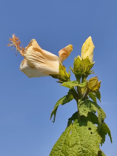 Pavonia candida, photograph 5