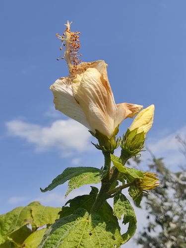 Pavonia candida, photograph 6