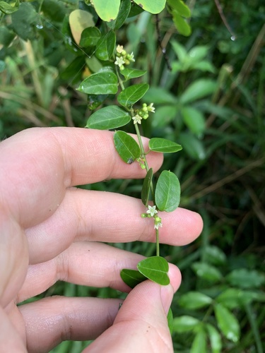 Metastelma decipiens, 2024-12-24