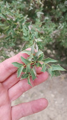 Berberis haematocarpa
