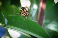 Melinaea lilis imitata
