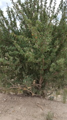 Berberis haematocarpa
