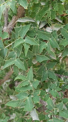 Berberis haematocarpa