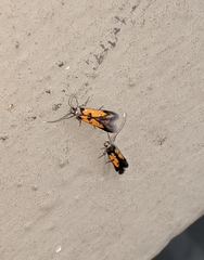 Chrysoclista linneella