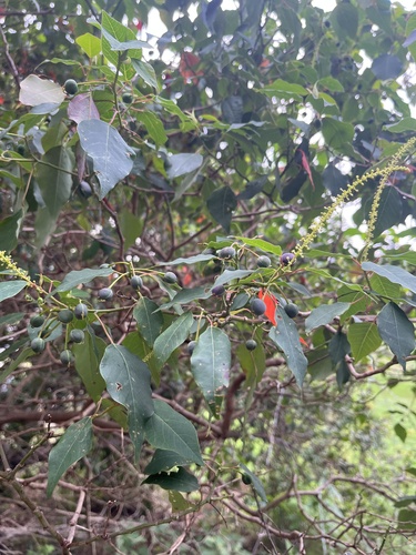 Homalanthus populifolius observed 2024-12-27