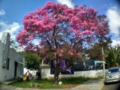 Chionanthus pubescens