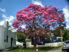 Chionanthus pubescens