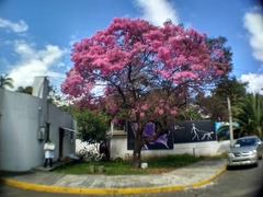 Chionanthus pubescens