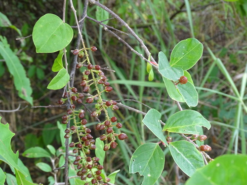 Image of Stegnosperma halimifolium by (c) Alexis López Hernández, some rights reserved (CC BY)