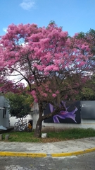 Chionanthus pubescens