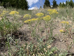 Odontarrhena muralis