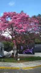 Chionanthus pubescens