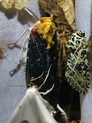 Cerogenes auricoma
