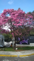 Chionanthus pubescens