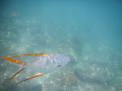 Trachinotus rhodopus