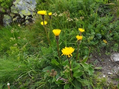 Hypochaeris uniflora