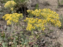 Odontarrhena muralis