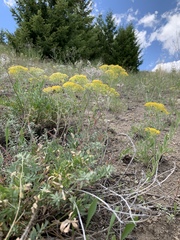 Odontarrhena muralis