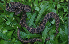 Boiga multomaculata