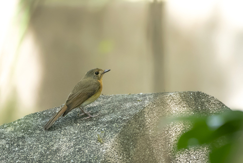 Large Blue Flycatcher (Cyornis magnirostris), photo 10
