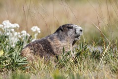 Marmota olympus