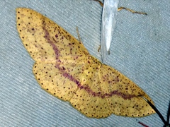 Cyclophora gigantula